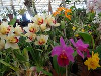 Quinta Boa Vista - Orchideen-Zauber