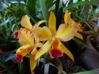 Quinta Boa Vista - Orchideen-Zauber