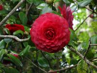 Anwesen der Familie Blandy = Quinta do Palheiro - Kamelie