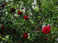 Anwesen der Familie Blandy = Quinta do Palheiro - Kamelie