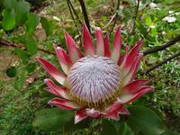 Anwesen der Familie Blandy = Quinta do Palheiro -  Königs - Protea