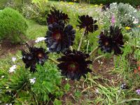 Anwesen der Familie Blandy = Quinta do Palheiro - Sukkulende