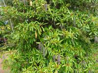 Anwesen der Familie Blandy = Quinta do Palheiro - Maiglöckchenbaum