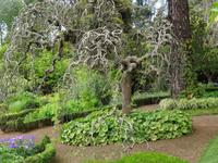 Anwesen der Familie Blandy = Quinta do Palheiro - japanischer Pagodenbaum