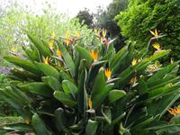 Anwesen der Familie Blandy = Quinta do Palheiro 