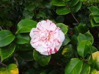 Anwesen der Familie Blandy = Quinta do Palheiro - Kamelie