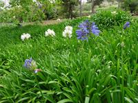 Anwesen der Familie Blandy = Quinta do Palheiro - verschiedenfarbiger Agapanthus