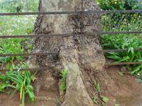 Anwesen der Familie Blandy = Quinta do Palheiro - die Natur bahnt sich ihren Weg