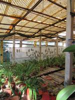 Orchideen Gewächshaus