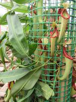 Patricks Gewächshaus