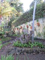 Botanischer Garten Funchal