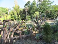 Kakteen im Botanischen Garten Funchal