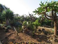 Kakteen im Botanischen Garten Funchal