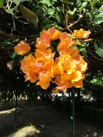 Botanischer Garten Funchal