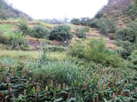 Terrassen der Landwirtschaft