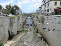 Tauben auf der Stange