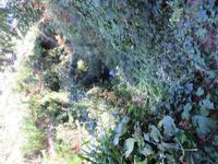 185-Levada