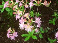 ...in Blandys Garden