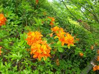 ...in Blandys Garden