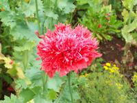 ...in Blandys Garden