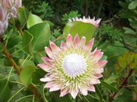 Königsprotea