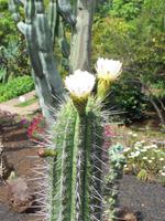Kakteen-Garten im Botanischen Garten