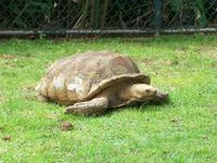 Loiro Parque im Botanischen Garten
