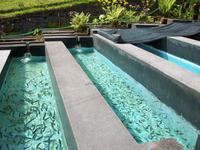 Forellenzucht bei Ribeiro Frio