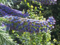 Blüte vom Stolz von Madeira