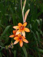 Levada-Wanderung von  durch das Paradiestal