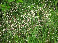 Gänseblümchen am Wegesrand