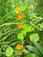 Levada-Wanderung von durch das Paradiestal