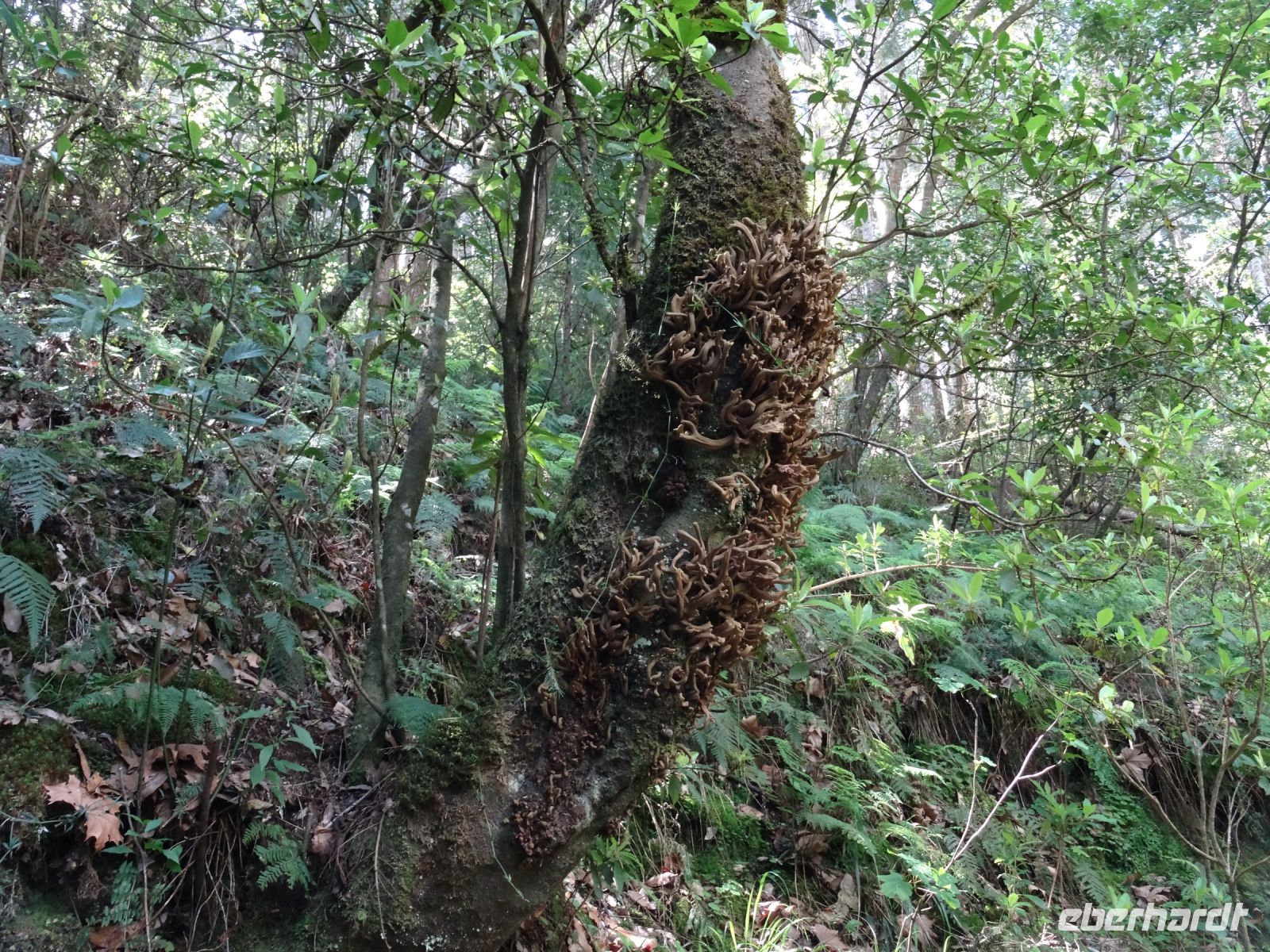 Levada - Wanderung zum Aussichtspunkt Balcoes - echter Lorbeerbaum