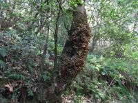 Levada - Wanderung zum Aussichtspunkt Balcoes - echter Lorbeerbaum