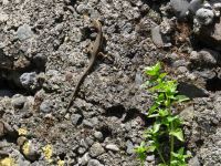 ein Bewohner Madeiras