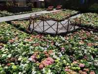 Funchal + Blumenfest