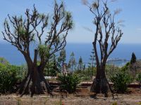 Funchal - Botanischer Garten, Elefantenfuß