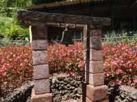 Funchal - Botanischer Garten , Herbstblume