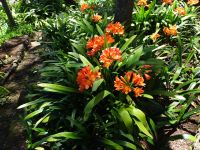 Funchal - Botanischer Garten, Clivia