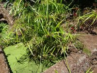 Funchal - Botanischer Garten , Papyrus