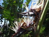 Funcahl - Botanischer Garten, Baumstrelizie