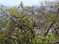 Funchal - Botanischer Garten, Kapokbaum