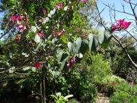 Funchal - Botanischer Garten - Orchideenbaum