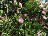 Funchal - Botanischer Garten , Flaschen-Putzer