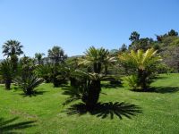 Funchal - Botanischer Garten