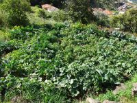 Levada-Wanderung - Kohl für Polenta