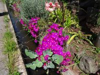Levada-Wanderung - Mittagsblume