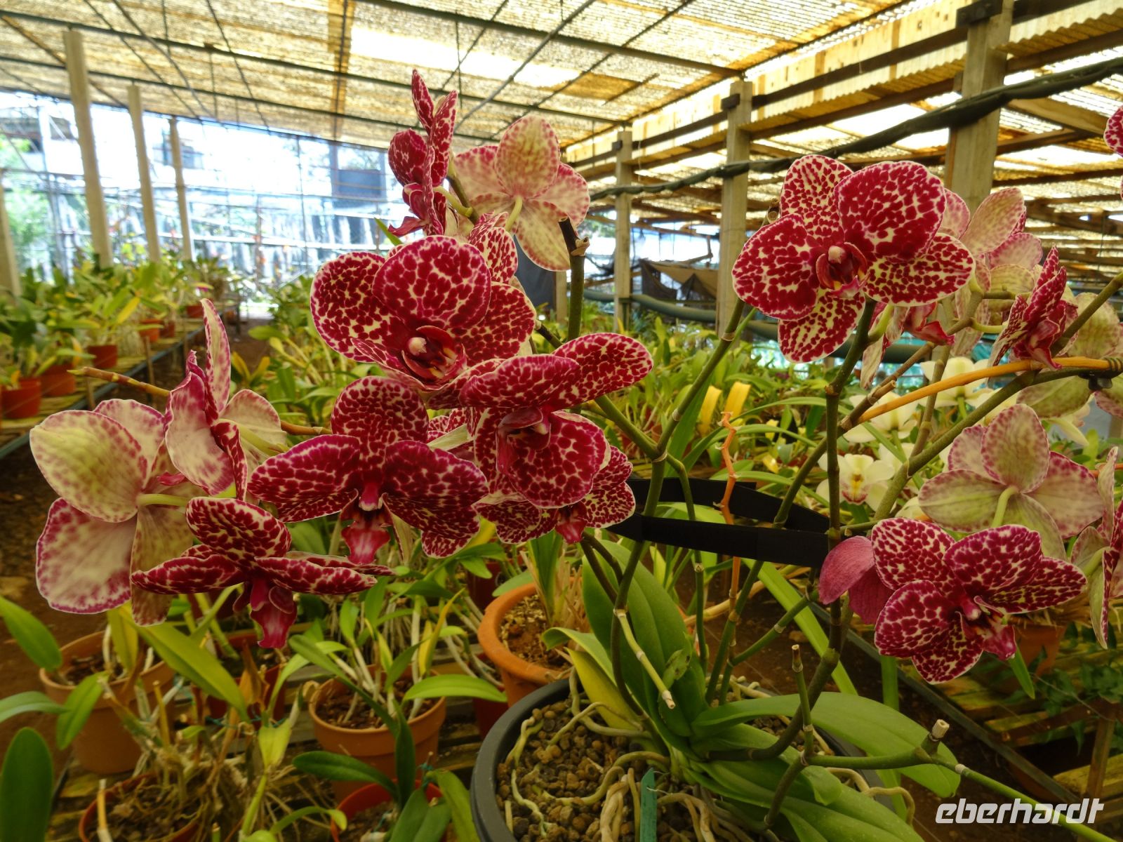 Quinta do Boa Vista = Orchideen Garten