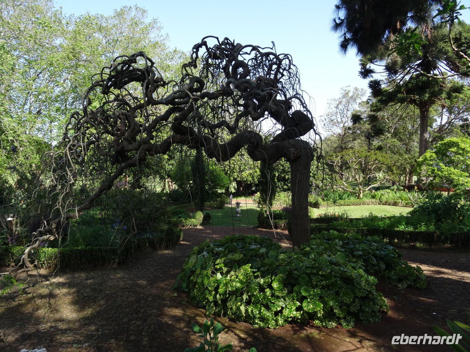 asiatischer Pagodenbaum