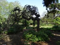 asiatischer Pagodenbaum